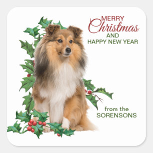 Sticker Carré Shetland Sheepdog Red Berry Holly Noël