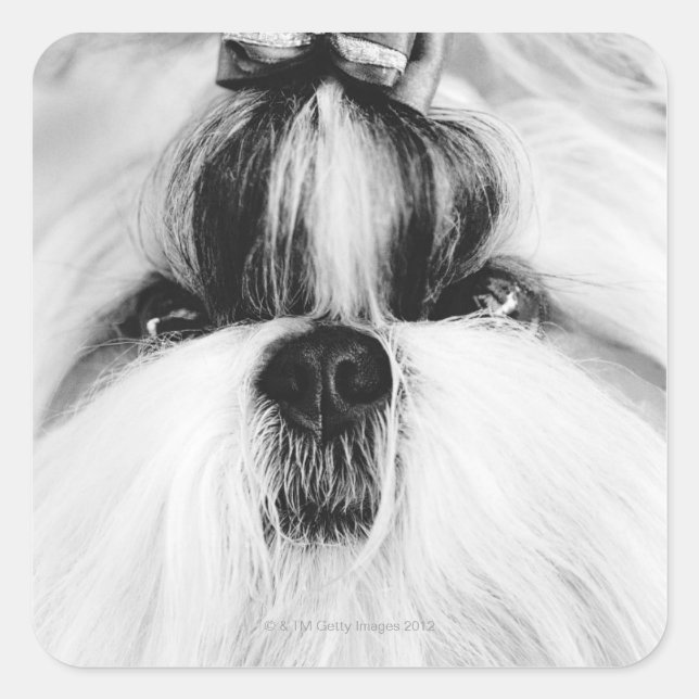 Sticker Carré Shih Tzu (Devant)