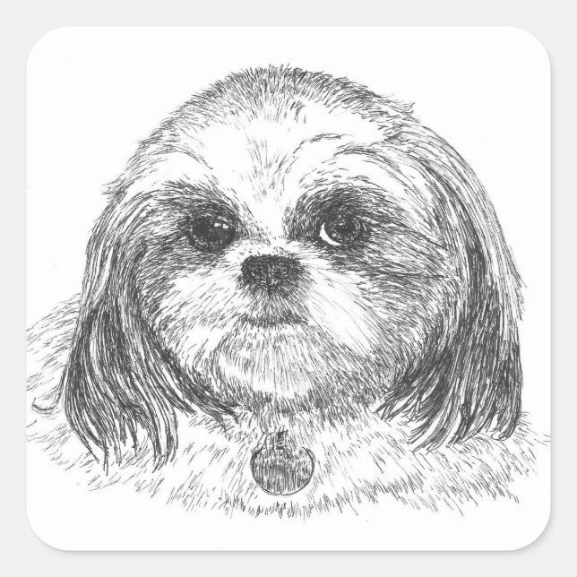 Sticker Carré Shih Tzu (Devant)