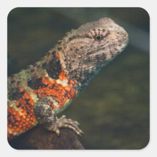 Sticker Carré Shinisaurus crocodile