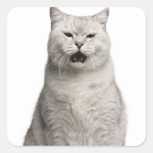 Sticker Carré Shorthair britannique (4 années)