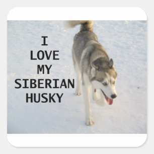 Sticker Carré sibérien gris et blanc amour avec pic