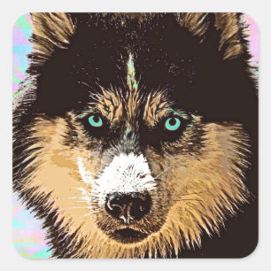 Sticker Carré Sibérien Husky