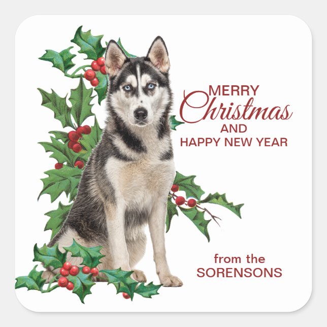Sticker Carré Sibérien Husky Red Berry Holly Noël (Devant)