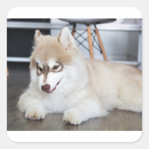 Sticker Carré sibérien husky sable et chiot blanc