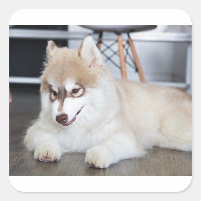 Sticker Carré sibérien husky sable et chiot blanc (Devant)