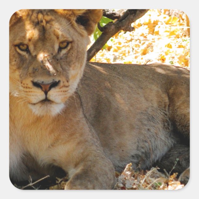 Sticker Carré Siesta Time (Devant)