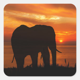 Sticker Carré Silhouette d'éléphant au coucher du soleil