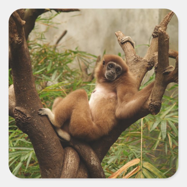 Sticker Carré singe (Devant)