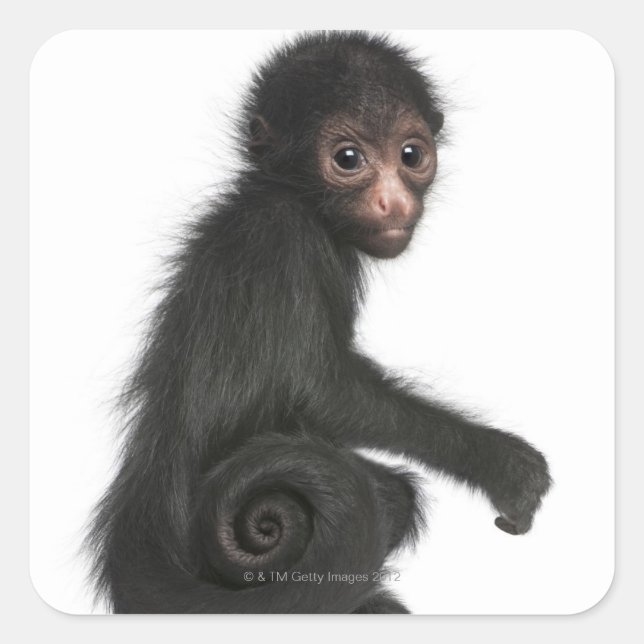 Sticker Carré Singe à tête rouge - Ateles paniscus (3 (Devant)