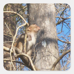 Sticker Carré singe de macaque du rhésus 002a recherchant