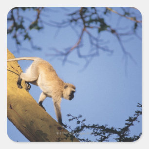 Sticker Carré Singe de Vervet sur la branche d'arbre, Serengeti