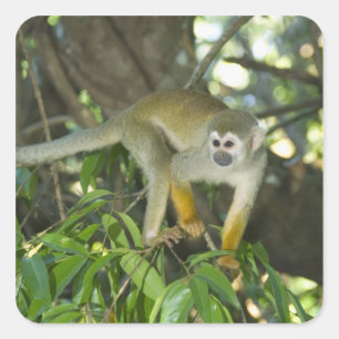 Sticker Carré Singe écureuil commun, (Saimiri sciureus), Rio
