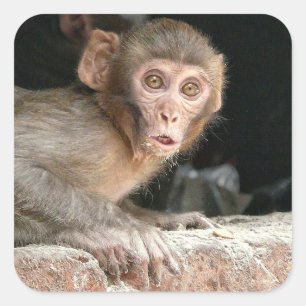 Sticker Carré Singe effrayé aux grands yeux