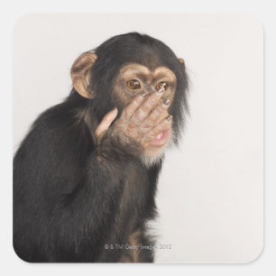 Sticker Carré Singe frottant son visage