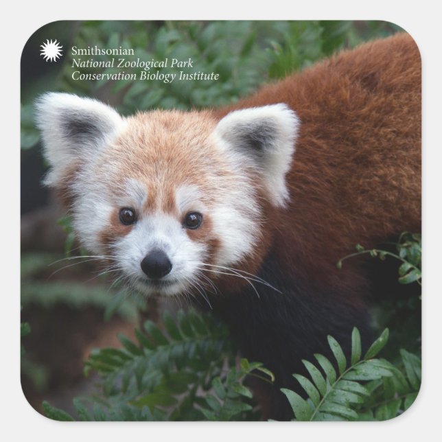 Sticker Carré Smithsonian | Panda rouge (Devant)