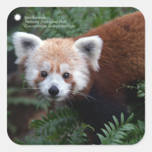 Sticker Carré Smithsonian Panda rouge