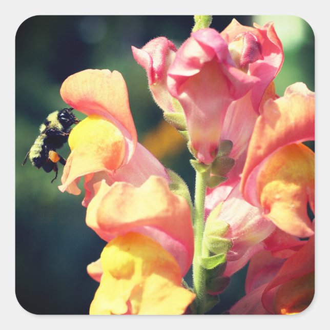 Sticker Carré Snapdragon Et Fleur D'Abeille (Devant)