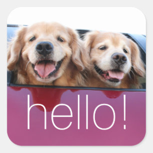 Sticker Carré Souriant Golden Retriever Chiens dans la fenêtre d