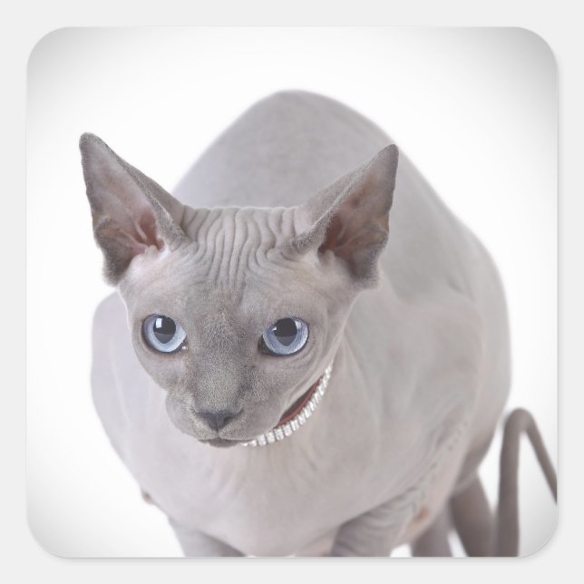 Sticker Carré Sphynx (Devant)