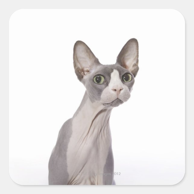 Sticker Carré Sphynx Cat with surprised expression (Devant)
