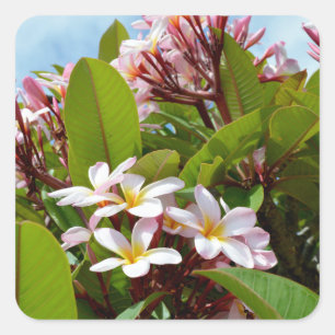 Sticker Carré Splendeur Rose, Frangipani Rose Fleurit Sur Un Arb