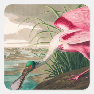 Sticker Carré Spoonbill sur le roseate par John James Audubon
