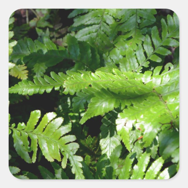 Sticker Carré Spring Green Ferns végétation botanique tropicale (Devant)