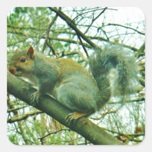 Sticker Carré Squirl dans du fumier bleu light