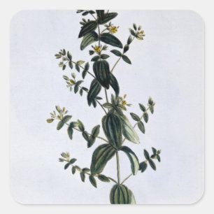 Sticker Carré St. John's Wort, plaque 62, de "Collection Precie