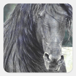 Sticker Carré Stallion friésienne