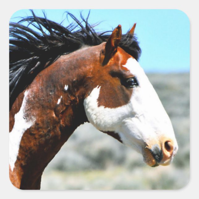 Sticker Carré Stallion Picasso Picasso Junior Button (Devant)