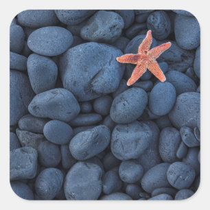 Sticker Carré Starfish On Black Rocks Along Iceland