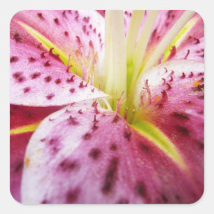 Sticker Carré Stargazer Lily brillant Magenta Floral