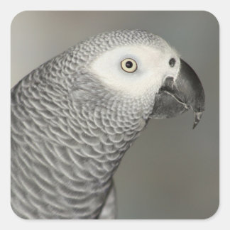 Sticker Carré Stately african Grey Parrot
