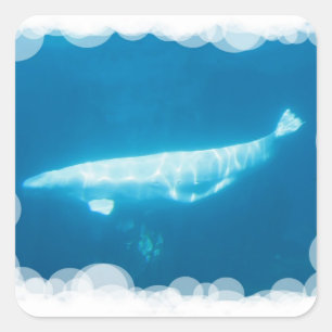 Sticker Carré Stick béluga baleines natation