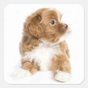 Sticker Carré Stick Chien Chien Chien Chien Chien Tan & Blanc