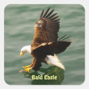 Sticker Carré Sticleur Motivationnel Eagle de pêche