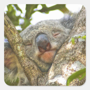 Sticker Carré Sticulation de l'ours Koala endormi