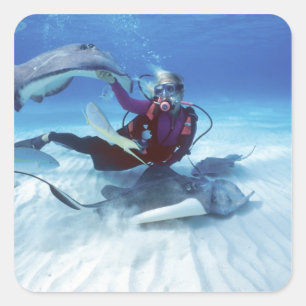 Sticker Carré Stingray City, Grand Cayman, Îles Caïmans,