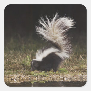 Sticker Carré Stried Skunk, Mephitis mephitis