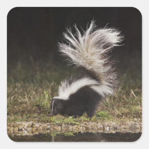 Sticker Carré Stried Skunk, Mephitis mephitis