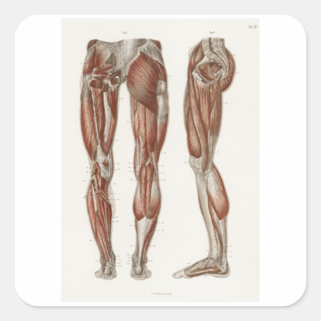 Sticker Carré Structure des muscles du Jour de la Jambe (Devant)