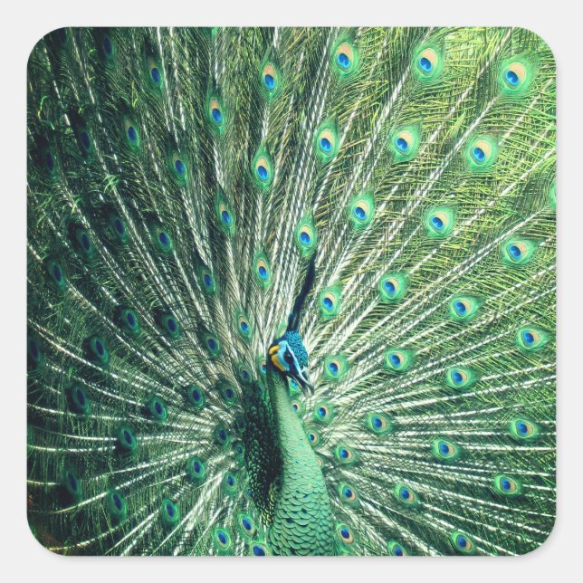 Sticker Carré Strut Peacock (Devant)