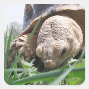 Sticker Carré Sulcata Tortoise Grosseur en Carré d'herbe