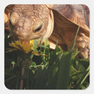 Sticker Carré Sulcata Tortoise mord Dandelion dans l'herbe