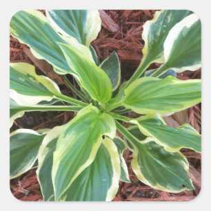 Sticker Carré Sun Hosta