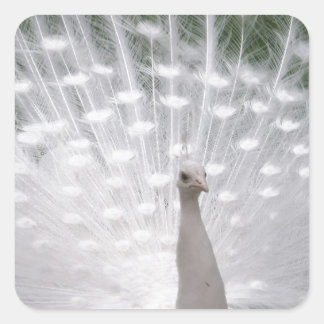 Sticker Carré Superbe blanc Peacock ( Paon) plein plume