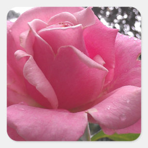 Sticker Carré Superbe rose rose fleur en fleur !