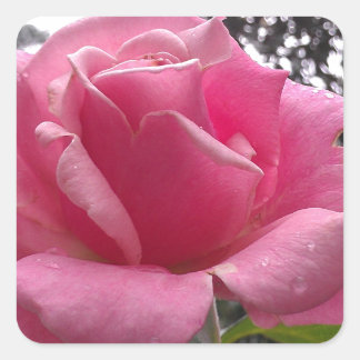 Sticker Carré Superbe rose rose fleur en fleur !